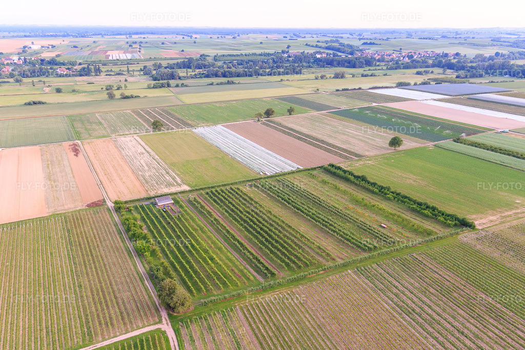 Luftbild: Eier-Meier's Obstplantage im Ortsteil Mühlhofen in Billigheim-Ingenheim im Bundesland Rheinland-Pfalz in Deutschland. Foto: IMG_100563.jpg vom 01.06.2017 durch Werner Riehm/FLY-FOTO.de