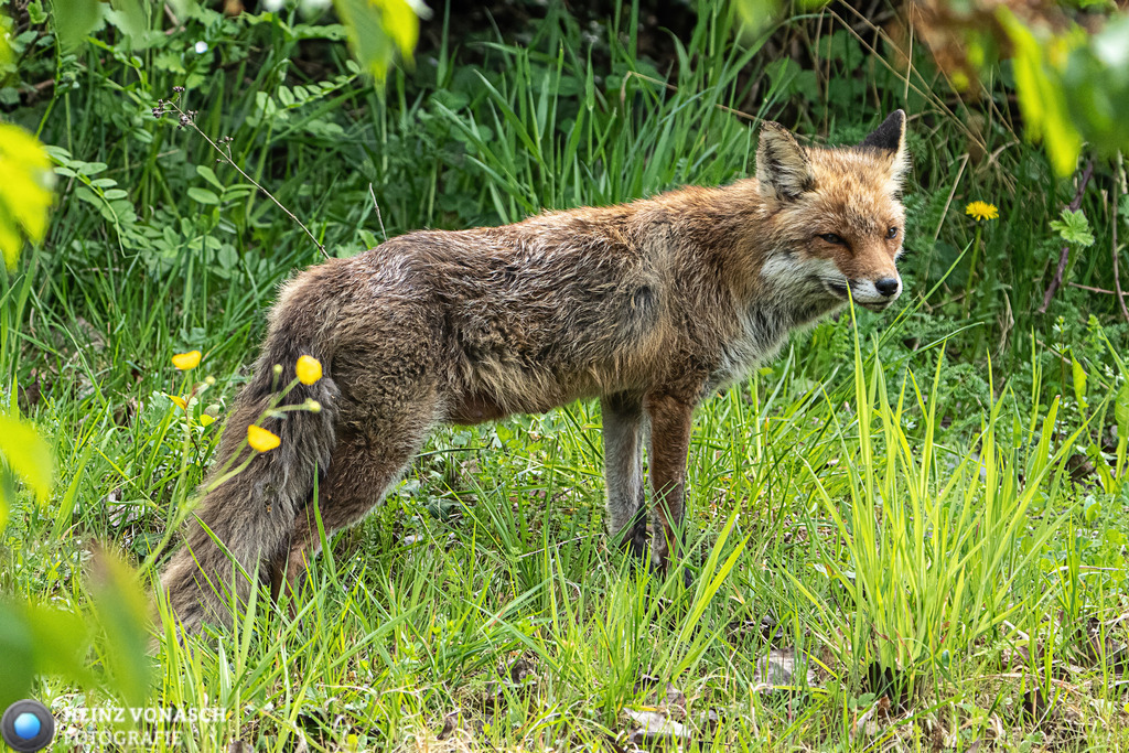 Tiere_0015 | Alle Bilder von Heinz Vonäsch Fotografie können alle zu günstigen Preisen gekauft werden! Download der Bilder, Ausdrucke, Postkarten, Tassen T-Shirts, Kalender, Alu- Dibond usw. - Realisiert mit Pictrs.com