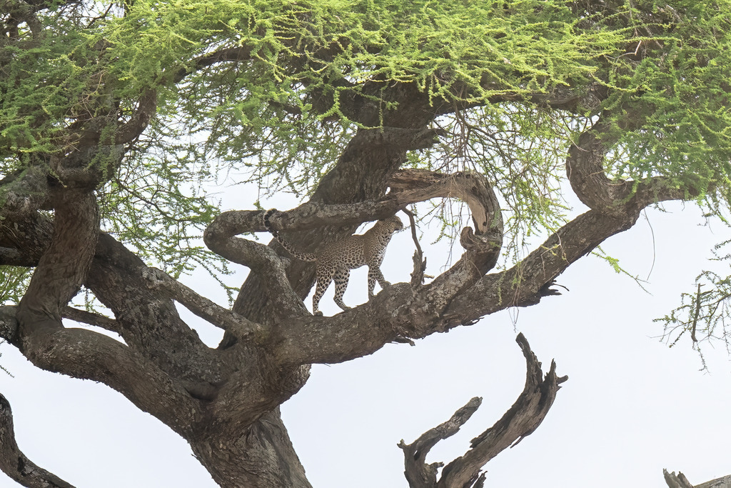 Serengeti Nationalpark - 29. September 2022 | Serengeti Nationalpark
Serengeti Nationalpark, Serengeti Nationalpark
Bild: Sportfotografie Markus Aeschimann | www.markus-aeschimann.ch - Realisiert mit Pictrs.com