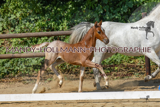 Ganderkesee-296 | mandyhollmannphotographie