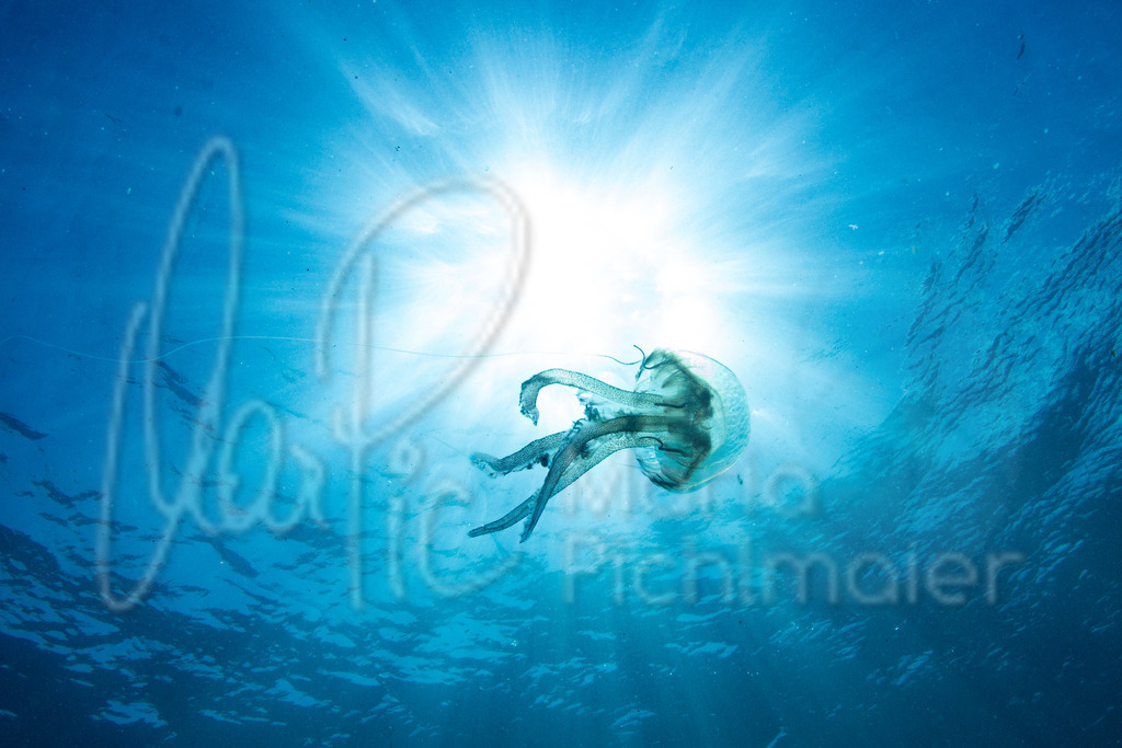 Pelagia noctiluca | DE: Leucht- oder FeuerqualleEN: Pink jellyfishES: Acalefo luminiscenteFR: Pélagie - Realisiert mit Pictrs.com