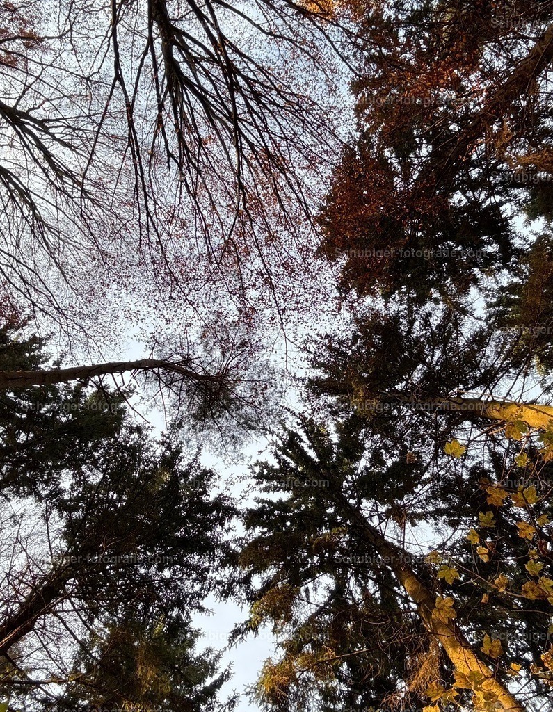 Baumkronen | Baumkronen im Herbst - Realisiert mit Pictrs.com