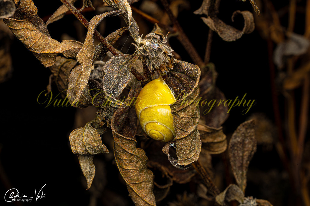 MN 10 | Christian Vulin  - Realized with Pictrs.com