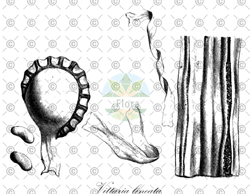 HistAbb_wfo-0000333622_1_ENZY_Simple | Historische Abbildung von Vittaria lineata - Pteridaceae | Historical Illustration of Vittaria lineata - Pteridaceae