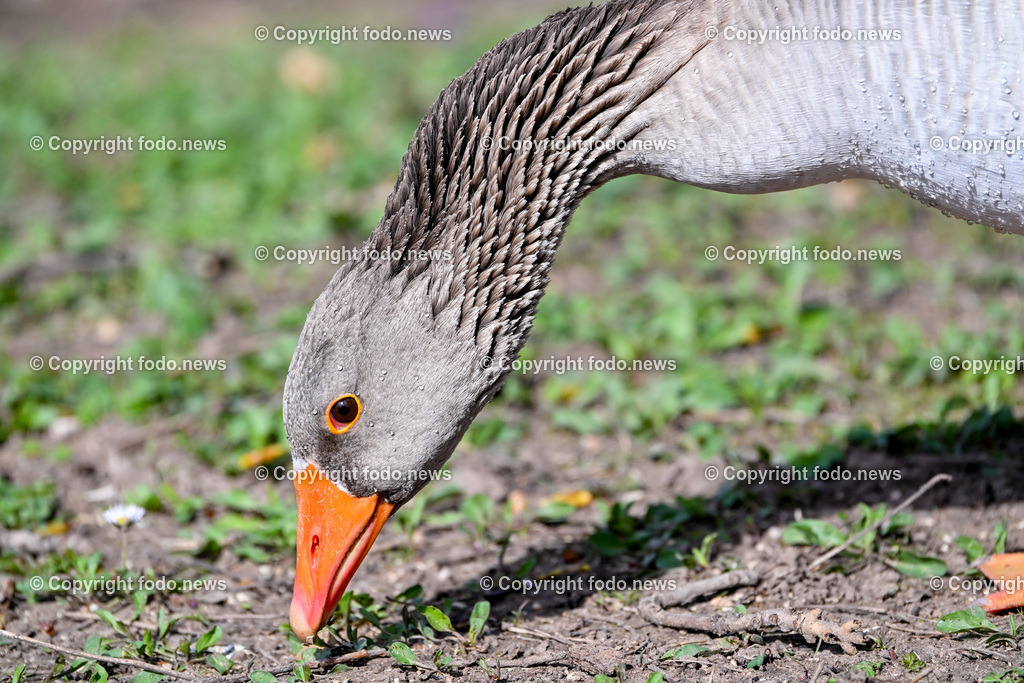 Vögel_ 15.03.2026-4 | 15.03.2026, LINZ, AUT, Themenbild, im Bild Vogel, Graugans, Gans, Anser anser, Wasservogel, graues Gefieder, orangefarbener Schnabel, orangefarbenes Auge, langer Hals, Vogel beim Fressen, Schnabel am Boden, Nahrungssuche, Wildvogel, Tierfotografie, Naturfotografie, Nahaufnahme, Detailaufnahme, Wassertropfen auf Federn, Gras und Erde, natürlicher Lebensraum, europäische Vogelart, Symbolbild, Feature