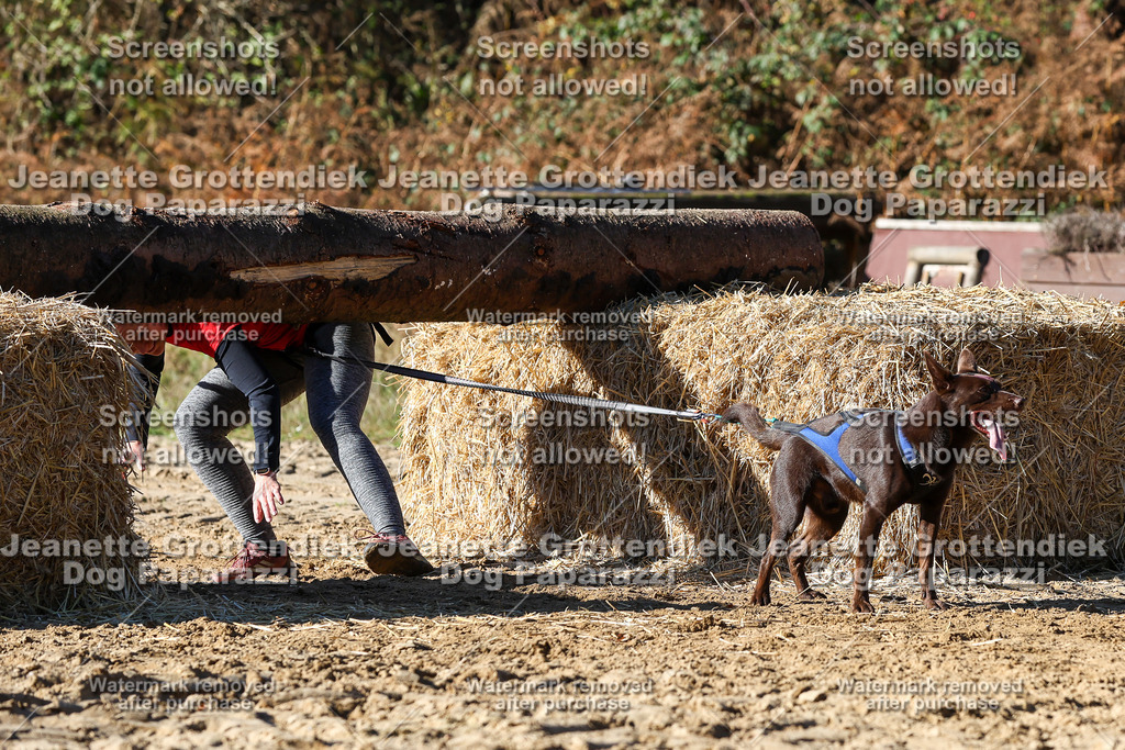 Dog Paparazzi - Strongdog 10-25-2502 | Dog Paparazzi Jeanette Grottendiek Fotografie & Videografie - Realisiert mit Pictrs.com