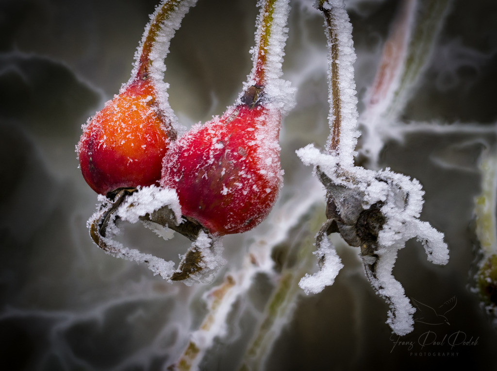 2024-12-31_15_07_05_2024-12-31_19-41-25 | Franz Podek