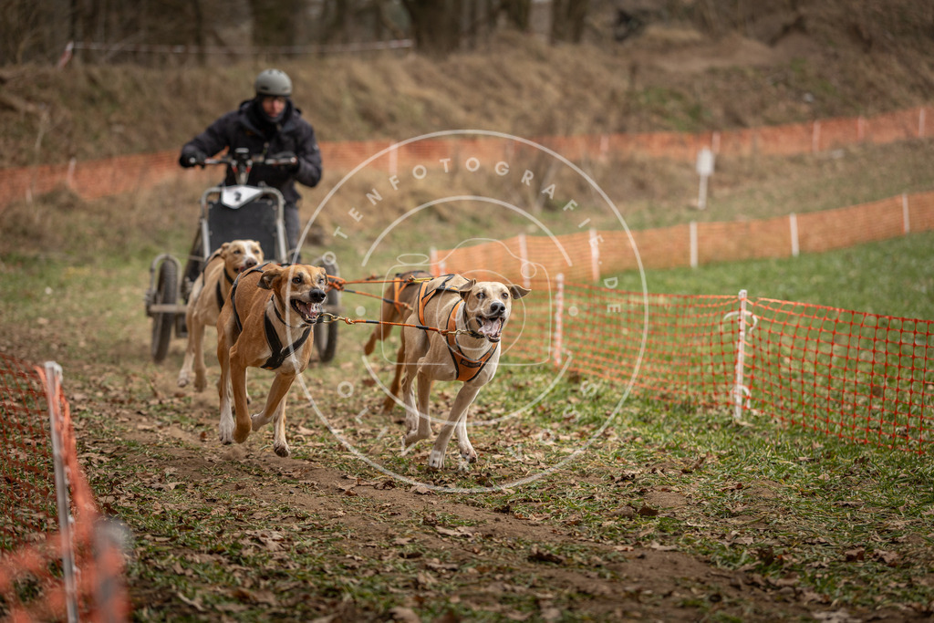 Pfotenfotografie_DV3A8126 | Hundefotografie, Tierfotograf, Pfotenfotografie, Fotoshooting Hund, Hunde Portrait, Hundesport, Hundeportraits, Heideshooting, Hunde, Sportfotograf, Hundefotograf, Turnierhundsport, THS,  - Realisiert mit Pictrs.com