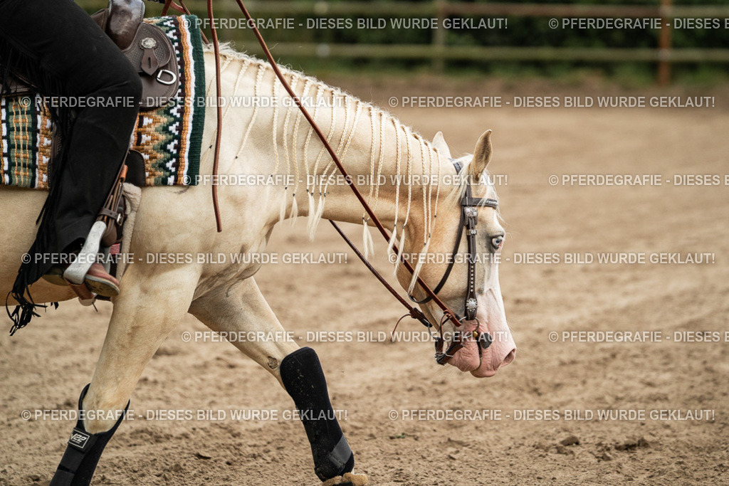 DSC04961 | Pferdegrafie