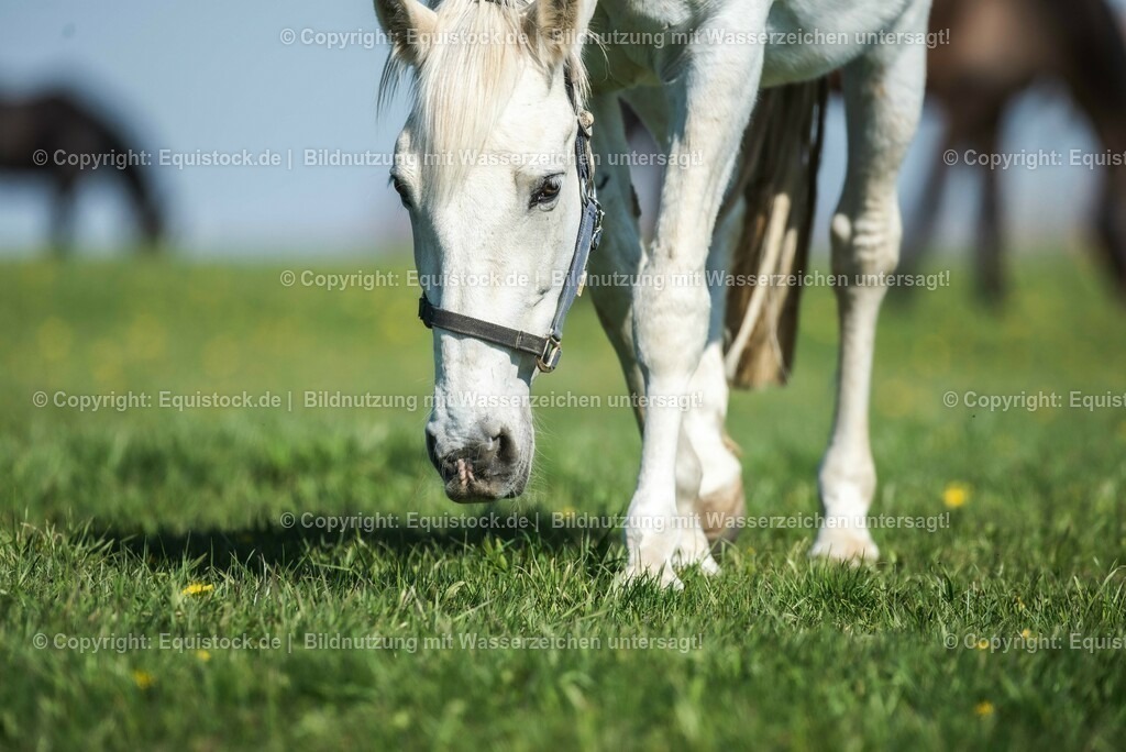20210426_Pferd-auf-Koppel_0062 | equistock