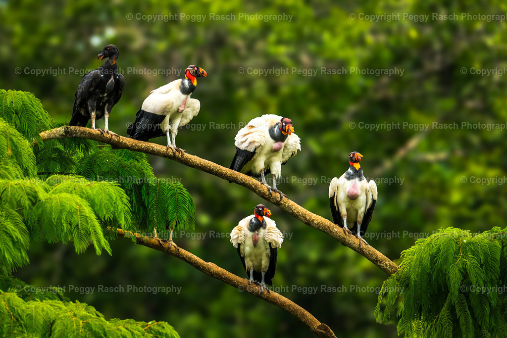 Geier_schwarzes Schaf-1-2 | PeggyRaschPhotography - Realisiert mit Pictrs.com