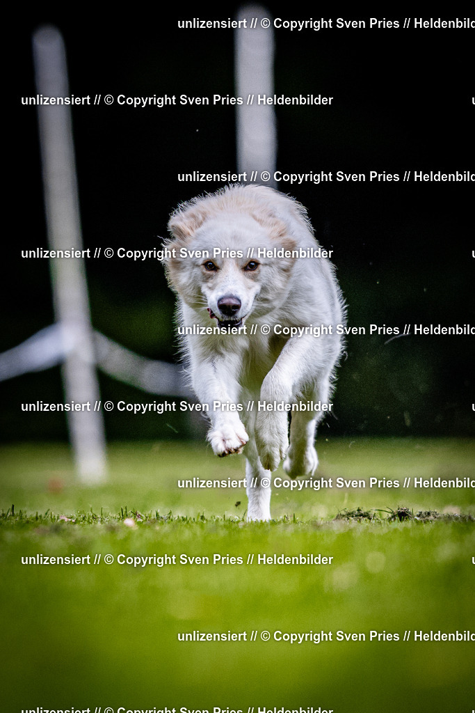 Sven Pries | 2025-10-03 - Hunderennen Obergrombach - Realisiert mit Pictrs.com