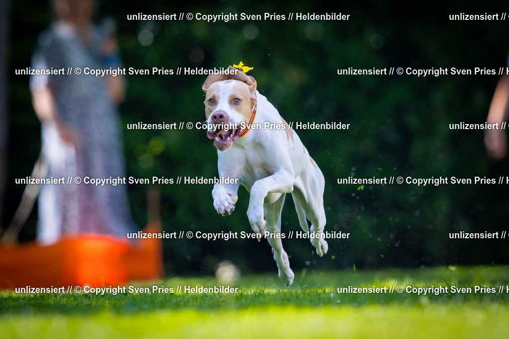 Sven Pries | 2025-08-10 - Hunderennen Durlach - Realisiert mit Pictrs.com