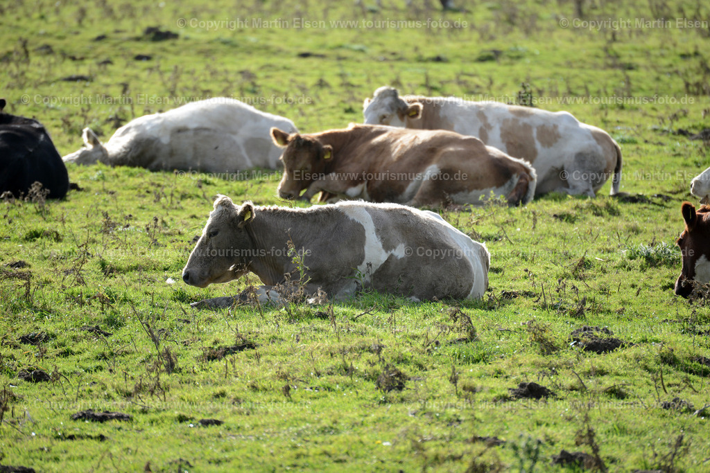 Freiburg Kühe_ELS_4624 | Freiburg an der Elbe - Aufnahmedatum: 25.10.2015, Aufnahmehöhe:  m, Koordinaten:  - , Bildgröße: 7360 x  4912 Pixel - Copyright 2015 by Martin Elsen, Kontakt: Tel.: +49 157 74581206, E-Mail: info@schoenes-foto.deSchlagwörter:Vogelkieker,Bus,Kinder,Vogel,Vögel,Gänse,Nonnengänse,Wildgänse,Zugvögel,Außendeich,KVG,Natur,Wildganstage, Foto - Realisiert mit Pictrs.com