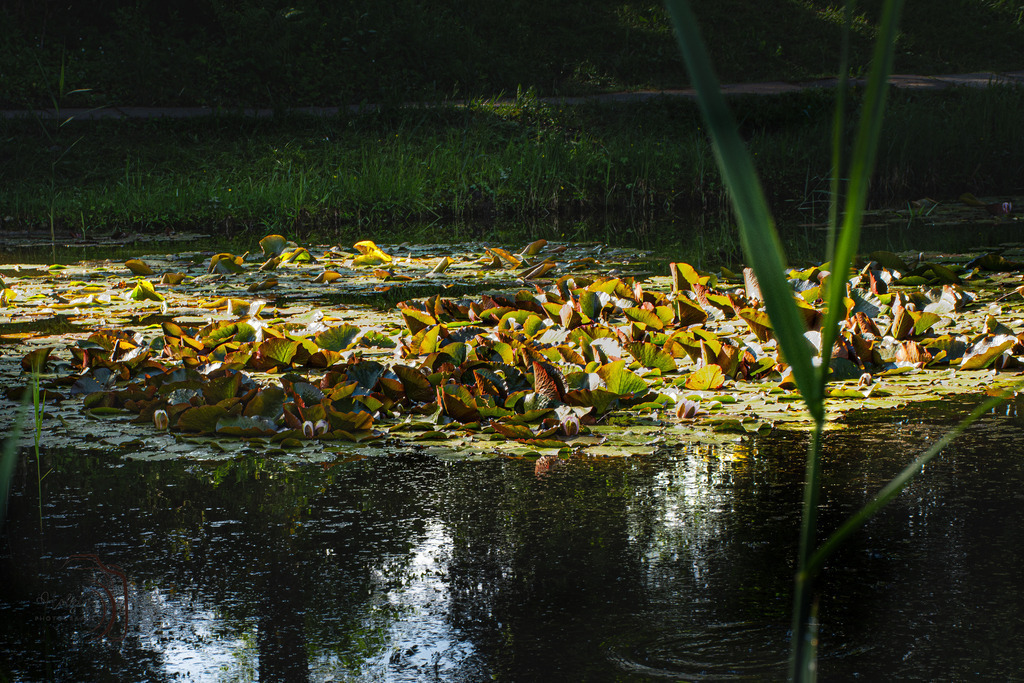 Grüner Teppich | Holzisphotography, Landschaftsfotografie, Wildlifefotogorafie - Realisiert mit Pictrs.com