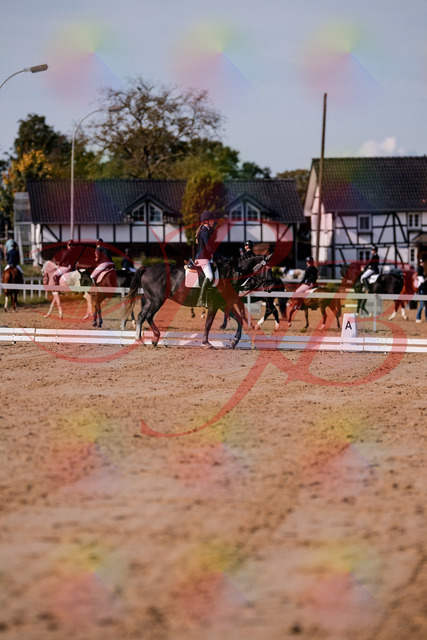 2026_10_03_Siefer-Hof_120055_Z81_03072448 | Professionelle Reitsport-, Turnier- und Eventfotografie von Robert Broda. Galerien mit ausgewählten und bearbeiteten Bildern direkt online ansehen und bestellen.