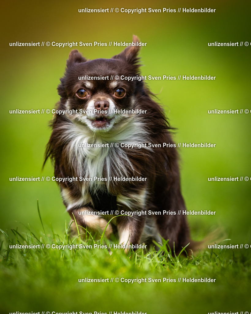 Sven Pries | 2025-04-13 - Hunderennen Baden-Baden - Realisiert mit Pictrs.com