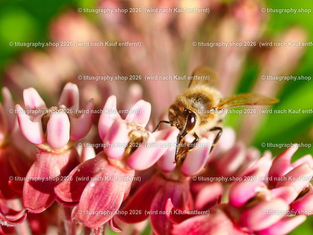 titusgraphy_P7140592-vz-ln | titusgraphy-shop: Geschenkideen mit Qualitätsfotos. titusgraphy-shop: gift ideas with quality photos. titusgraphy-shop: idées cadeaux avec photos de qualité.  - Realisiert mit Pictrs.com