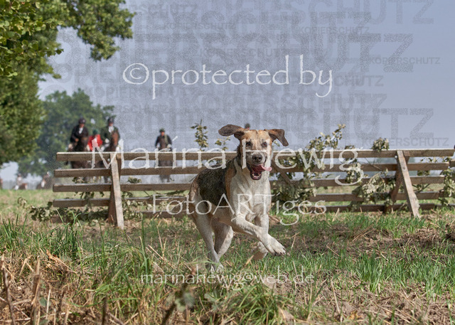 09-23 Jagd Perdöl_MCH0073_Marina Hewig | Fotografie, FotoArt, PferdesportArt, Pferdesportfotografie, Landschaftsfotografie, Reisefotografie, Reise, Pferde - Realisiert mit Pictrs.com