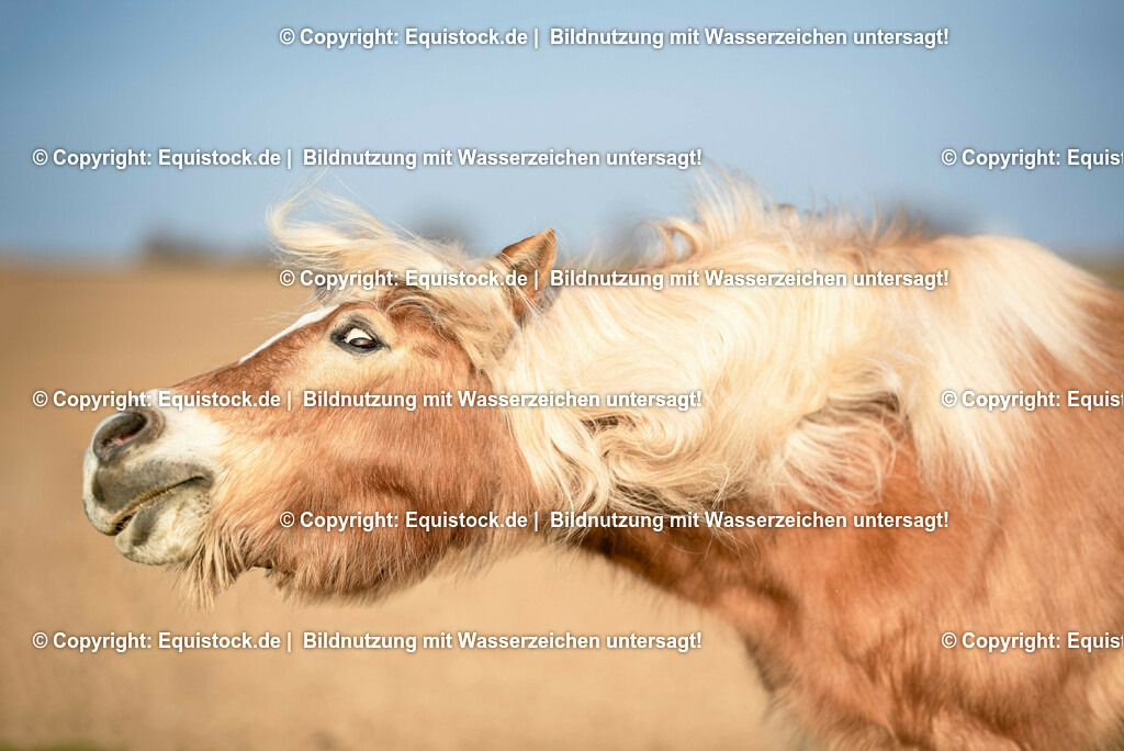 20230302_Haflinger-Cushing_0002 | equistock