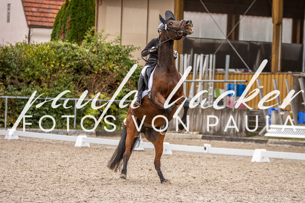 IMG_2945 | Erleben Sie dynamische Sport- und emotionale Tierfotografie in Süddeutschland mit Fotos von Paula. Spezialisiert auf Pferde- und Hundefotografie sowie Sportevents. Kontaktieren Sie mich für einzigartige und ausdrucksstarke Bilder Ihrer besonderen Momente.