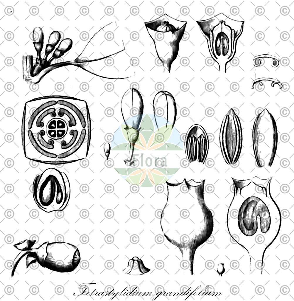 HistAbb_wfo-0001062824_1_ENZY_Simple | Historische Abbildung von Tetrastylidium grandifolium - Olacaceae | Historical Illustration of Tetrastylidium grandifolium - Olacaceae