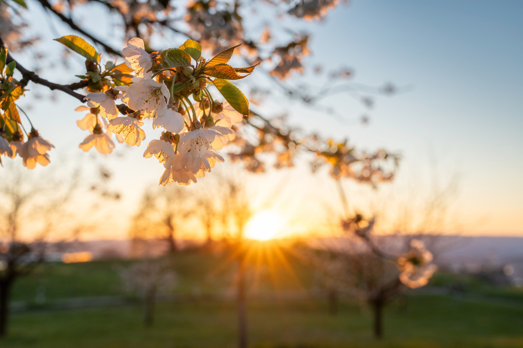 Apfelblüten 2 | Frühlingsstart - Realisiert mit Pictrs.com