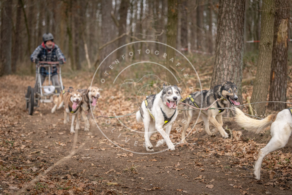 Pfotenfotografie_DV3A6519 | Hundefotografie, Tierfotograf, Pfotenfotografie, Fotoshooting Hund, Hunde Portrait, Hundesport, Hundeportraits, Heideshooting, Hunde, Sportfotograf, Hundefotograf, Turnierhundsport, THS,  - Realisiert mit Pictrs.com
