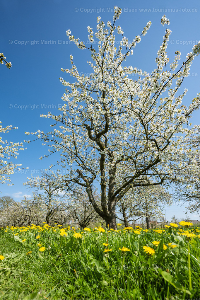 Altes Land Kirschblüte_ELS_0087230423 | Fotos aus den Touristenorten aus Norddeutschland. - Realisiert mit Pictrs.com