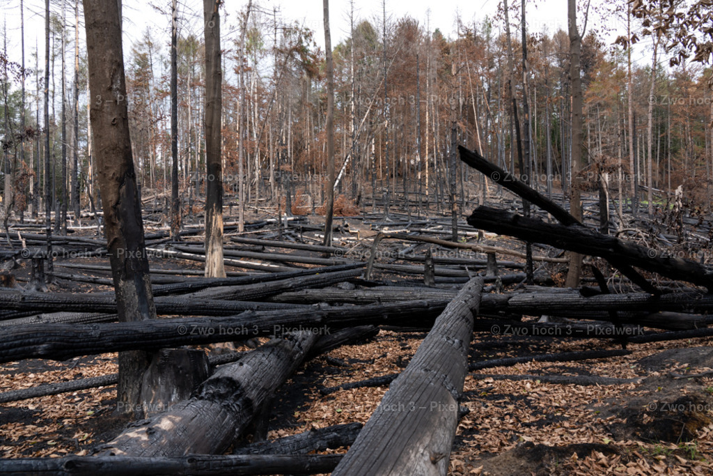 Rosssteig_Nahe_Katzenstein_Waldbrand_Baumstamm | 2022-08-30_Waldbrandgebiete_1 - Realisiert mit Pictrs.com
