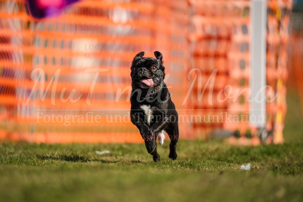 20250928_Hunderennen-152 | MuT (Mensch und Tier) mit Mona - Fotografie und Tierkommunikation - Realisiert mit Pictrs.com