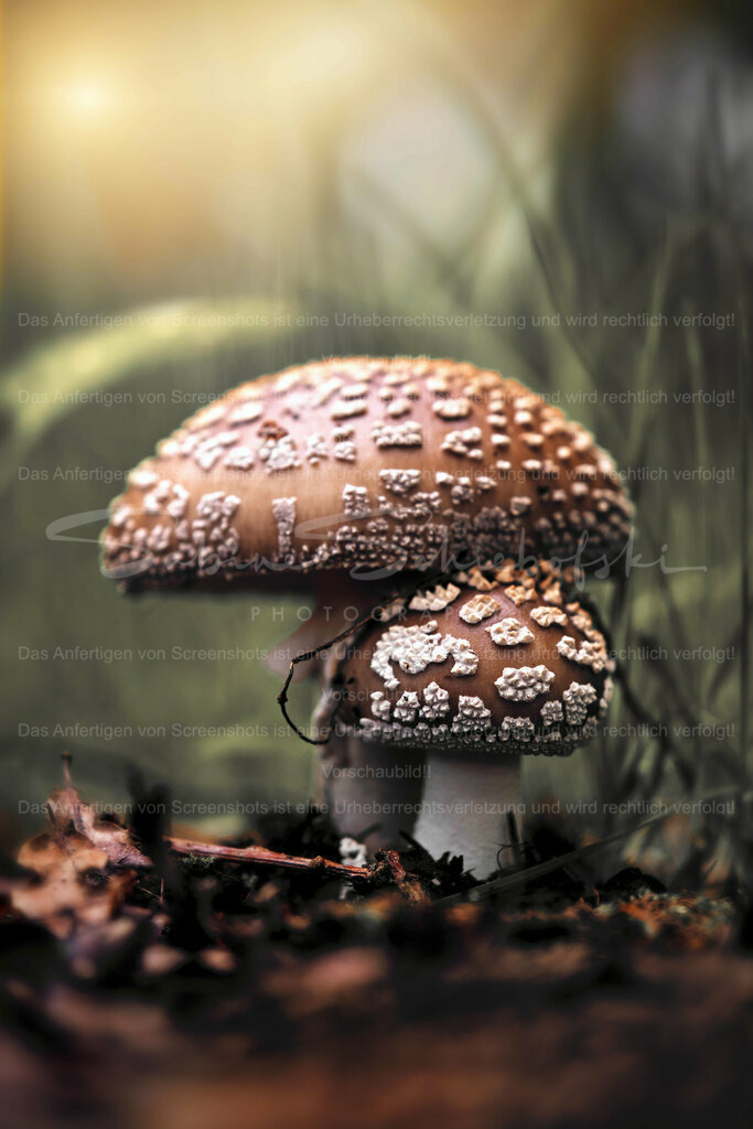 Wandbild Pantherpilze | People- und Tierfotografie, Imageaufnahmen, Veranstaltungsfotografie und Wandbilder aus der Natur ★ Made in Germany ✔️ Druck + Downloads ✔️ Naturfotografie in Top Qualität ★ schneller Versand, weltweite Lieferung! - Realisiert mit Pictrs.com