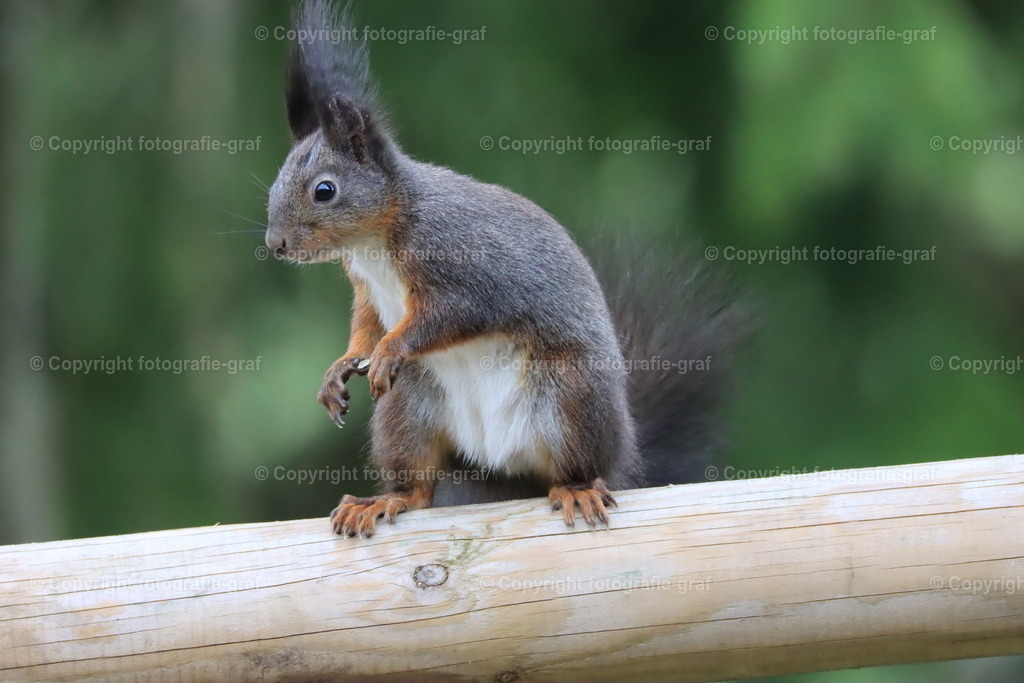 IMG_0151 | fotografie-graf - Realisiert mit Pictrs.com