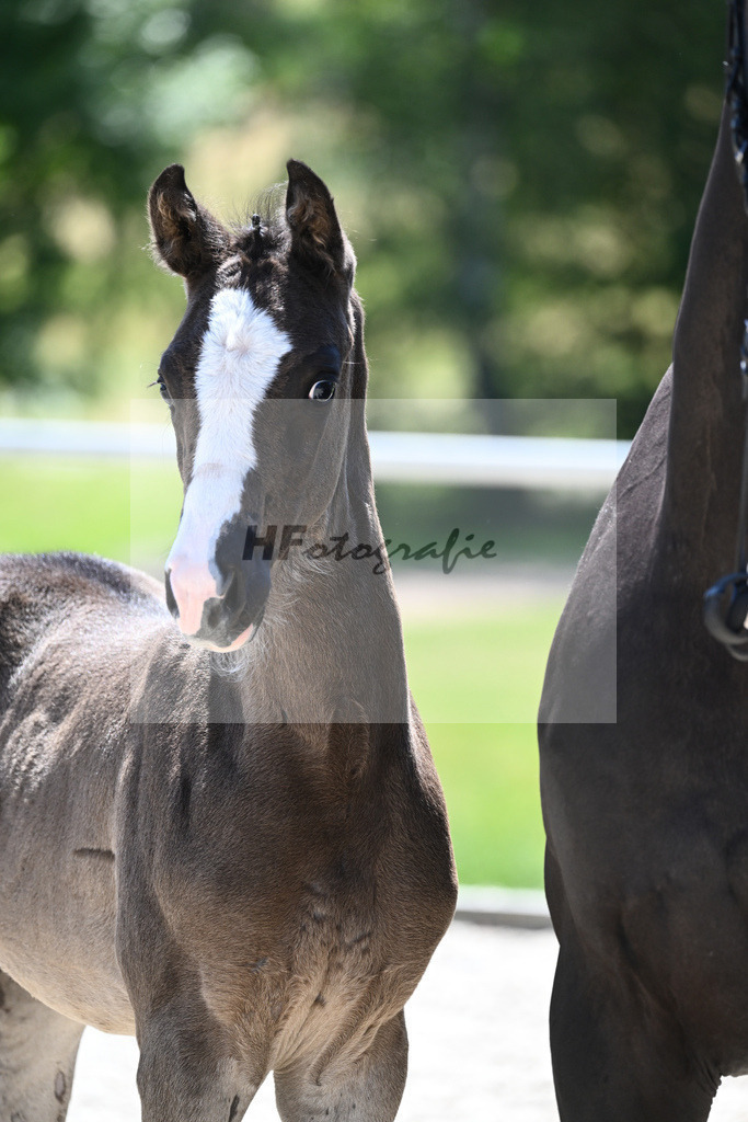 Kat-Nr. 27 SF Expresso_Lechner_16230424 | hf-fotografie - Realisiert mit Pictrs.com