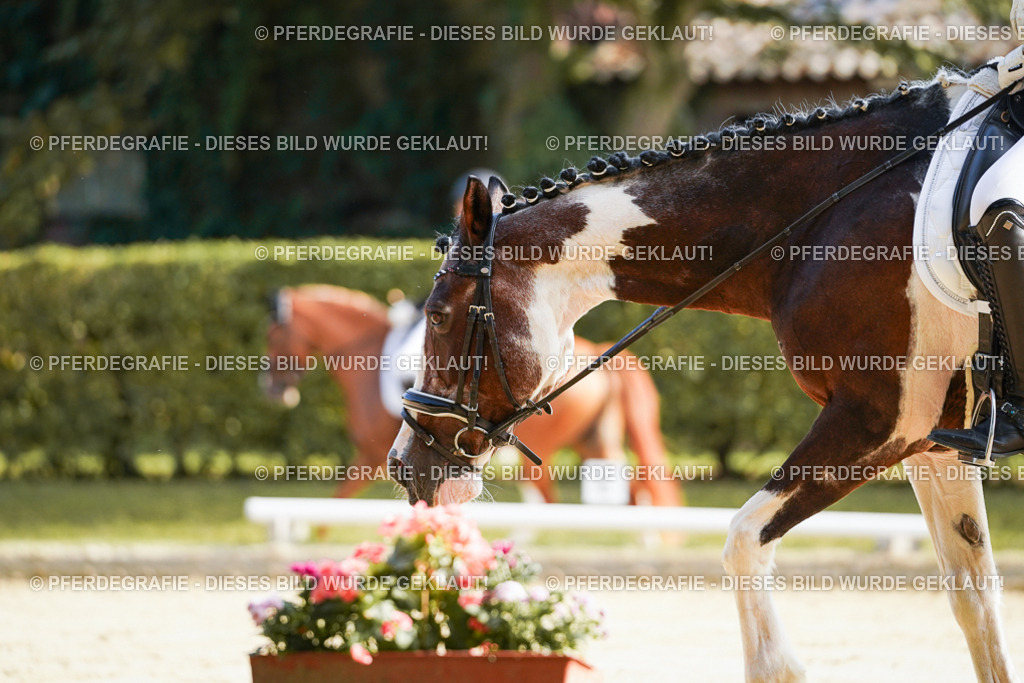 DSC05810 | Pferdegrafie