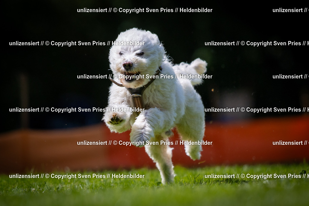 Sven Pries | 2025-08-10 - Hunderennen Durlach - Realisiert mit Pictrs.com