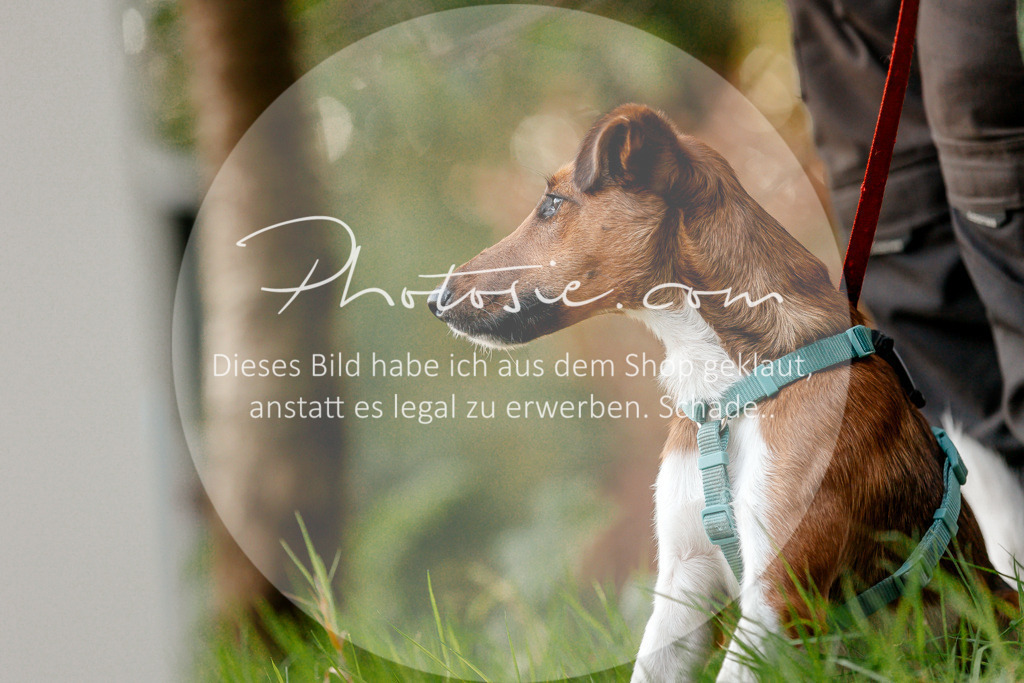 3I6A1725 | Stimmungsvolle Portraits und Reitsportfotografie im Ruhrgebiet und im Münsterland.

Pferdefotografie, Hundefotografie, Tierfotografie, Reportagen, Portraits von Tier und Mensch, Turnierfotografie in Bochum, Recklinghausen, Marl, Haltern am See, Dülmen.. - Realisiert mit Pictrs.com