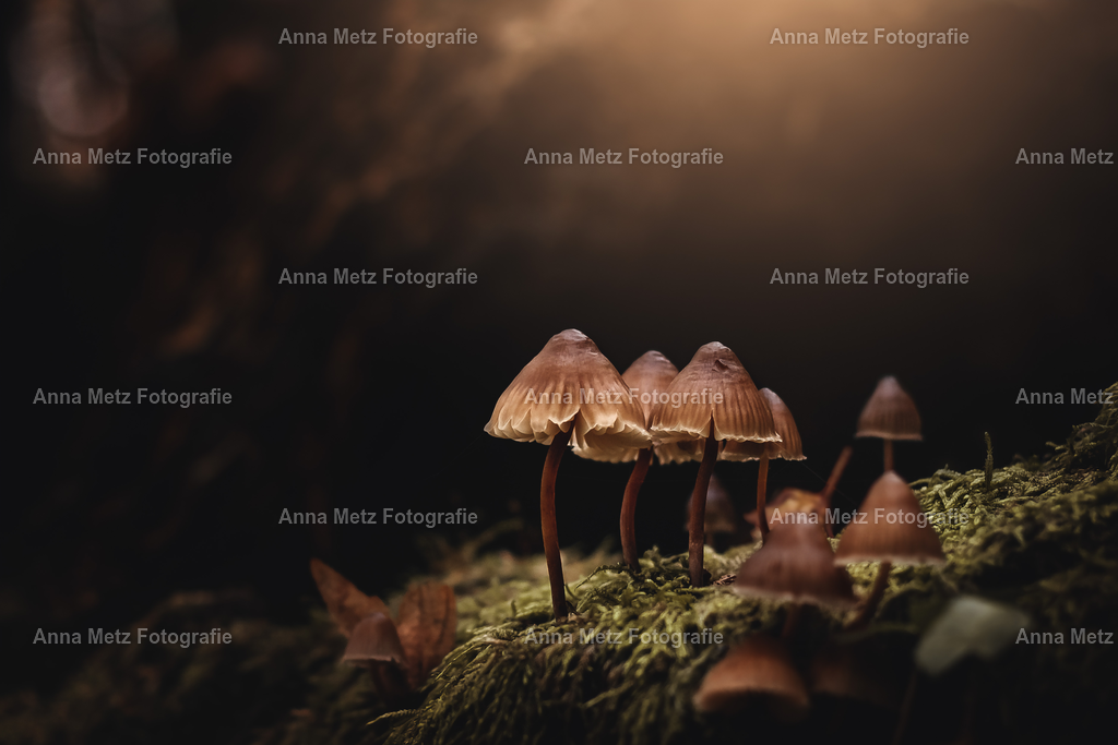 20231118-7L1A8152 | anna-metz - Realisiert mit Pictrs.com