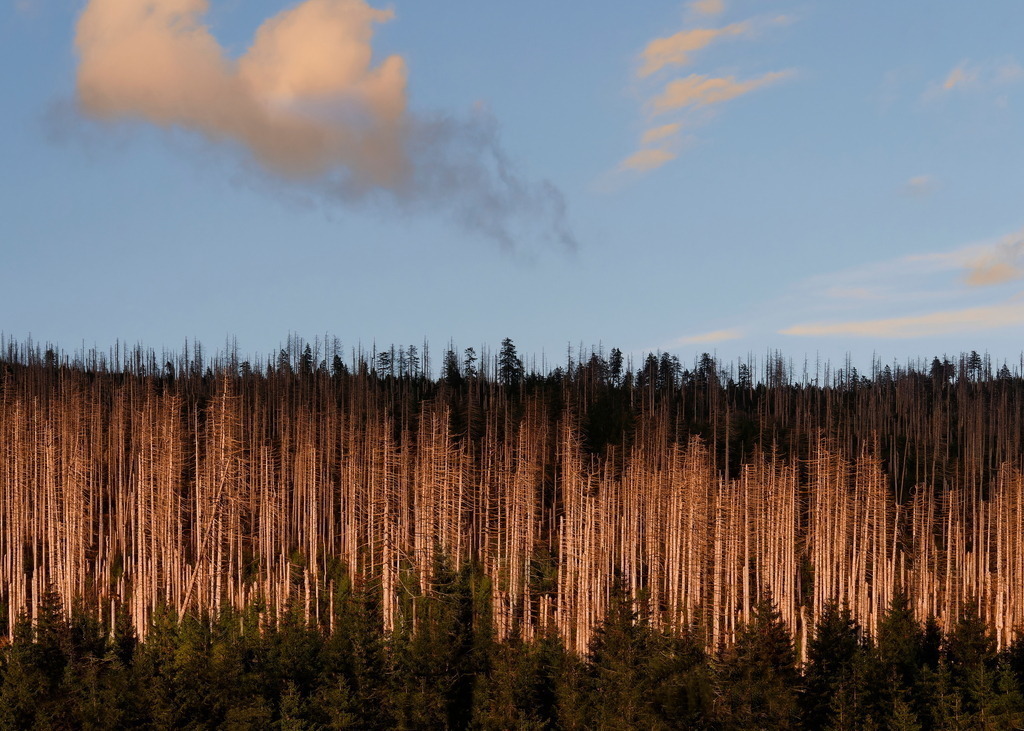 Im letzten Licht | Im Abendlicht stehen sie aufgereiht im dunklen Wald. - Realisiert mit Pictrs.com