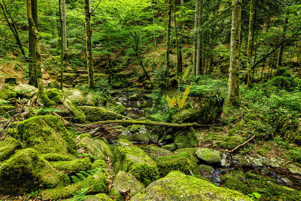 In der Monbachtalschlucht im Schwarzwald | Das Bild zeigt eine naturbelassene Waldlandschaft mit einem kleinen Bachlauf und moosbewachsenen Felsen. Es könnte sich um eine Szene aus einer Schlucht im Schwarzwald handeln. Die Szene zeigt einen Bach, der durch ein felsiges, bewaldetes Gebiet fließt.Zahlreiche Steine und Baumstämme sind mit sattgrünem Moos bedeckt.Die dichte Vegetation und die Felsformationen deuten auf eine feuchte Umgebung hin.Es handelt sich um eine typische Darstellung einer naturnahen, unberührten Waldlandschaft. - Realisiert mit Pictrs.com