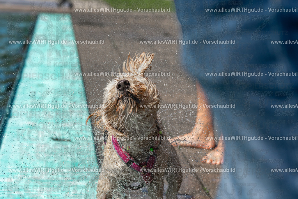 Hundeschwimmen_Volksbad_2026-allesWIRTHgut_Tierfotografie-2609061234-FAY06507 | Professionelle Tierfotografie in Mönchengladbach von Daniel Wirth (allesWIRTHgut). Liebevolle & natürliche Bilder von Hunden & Katzen für unvergessliche Erinnerungen.