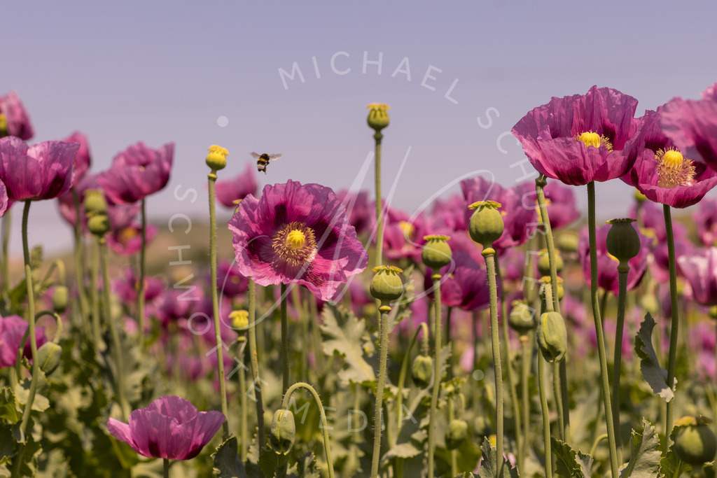 2023-05-29 Pink Poppies Erlenbach Oelmuehle - 058 | Schwotte Media - Realisiert mit Pictrs.com