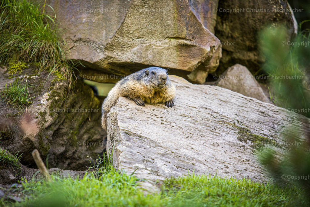 Fotos_Copyright_Chri_Fischbacher_Druck-264 | Bildershop Chri Fischbacher - Realisiert mit Pictrs.com