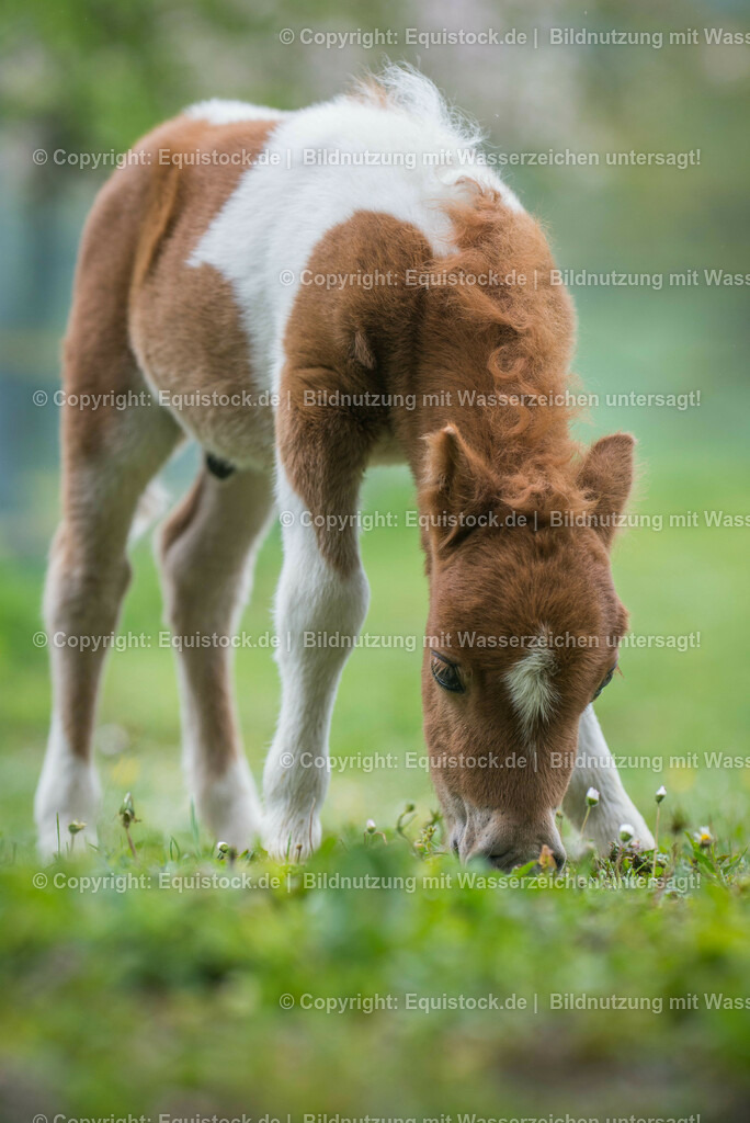 20150502_Fohlen_0003 | equistock