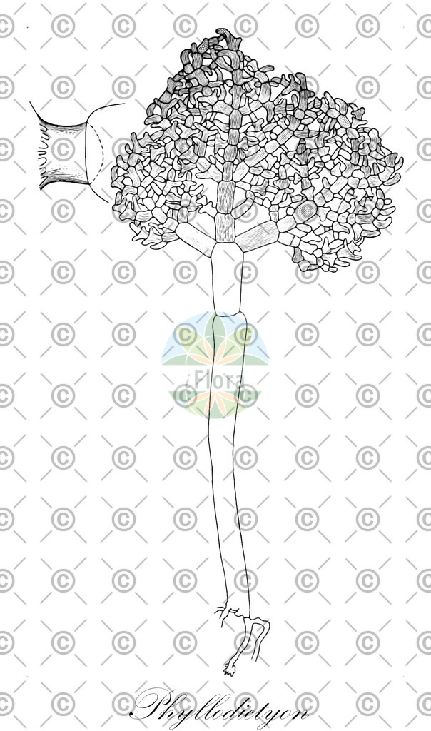 HistAbb_wfo-0000395875_1_ENZY_Simple | Historische Abbildung von Phyllodictyon - Boodleaceae (0) | Historical Illustration of Phyllodictyon - Boodleaceae (0)