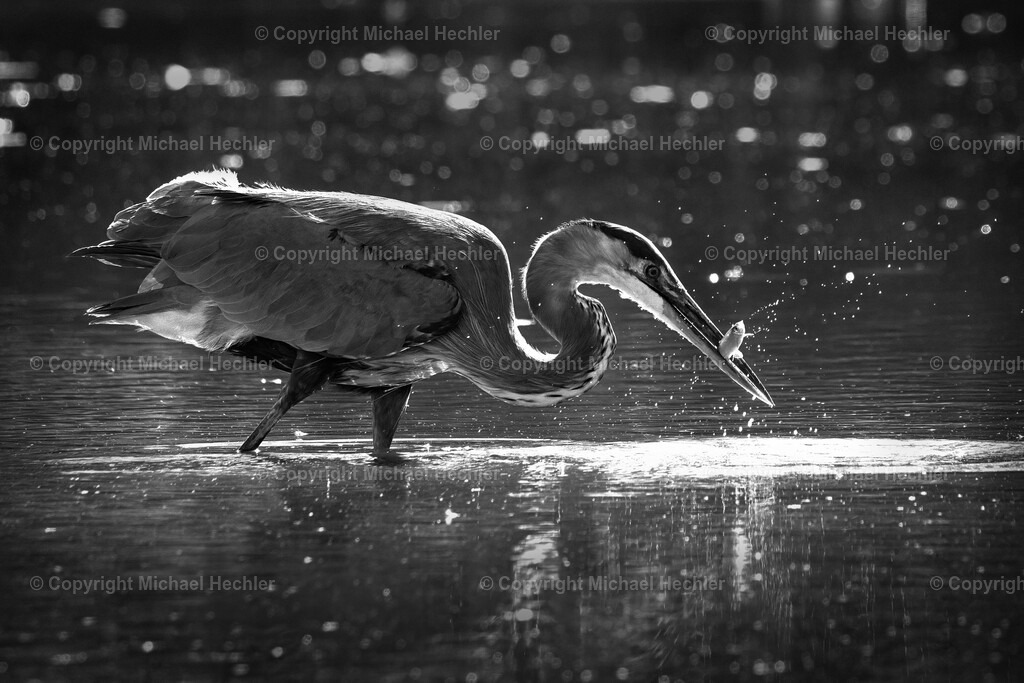 Got you! | Heron catching a fish - Realisiert mit Pictrs.com