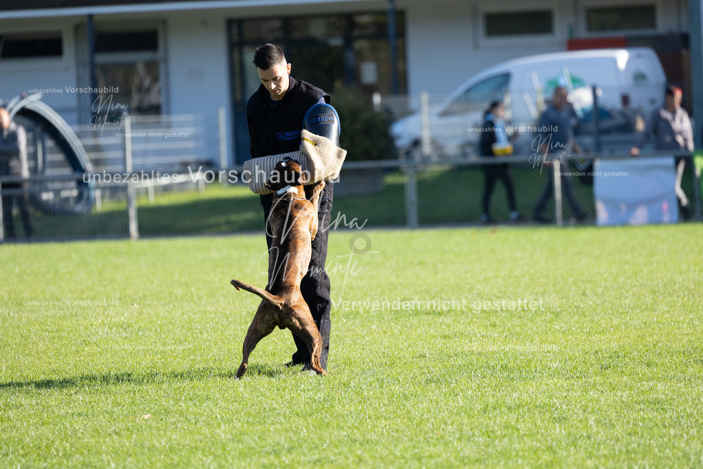 _16A5018 | Einzigartige Fotos von Hunden & Menschen –Actionfotos, Portraits, Vereinsaufnahmen & Paarshootings – authentisch, lebendig & mit Herz.