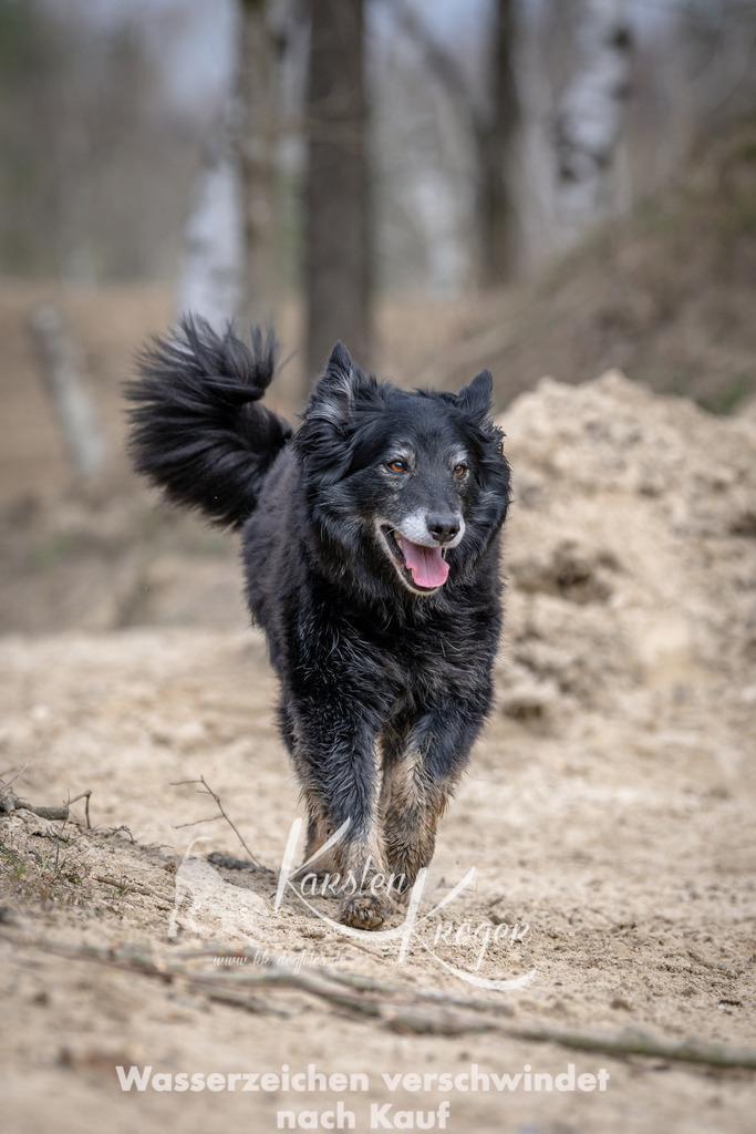 1224DSC_1518 | kk-dogfotos