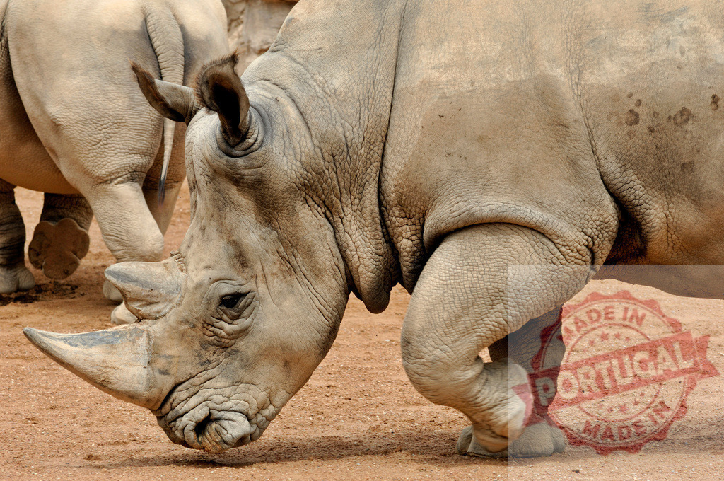 Rhinoceros showing large horn and thick skin | Rhinoceros walking on sandy ground, displaying its iconic horn and textured skin - Realized with Pictrs.com