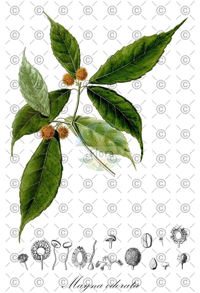 HistAbb_wfo-0001138517_1_ENZY_Simple | Historische Abbildung von Mayna odorata - Achariaceae | Historical Illustration of Mayna odorata - Achariaceae